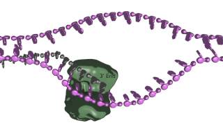 Homologydependent double strand break repair [upl. by Eugor]