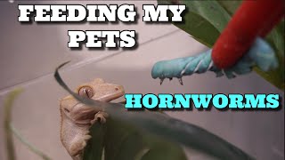 Feeding My Pet Reptiles Huge Green Hornworms [upl. by Oznarol570]