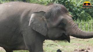 Borneo Pygmy Elephant Facts [upl. by Odidnac65]