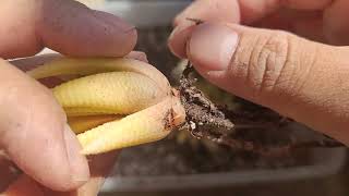 Repotting My Aloe Brevifolia and Haworthia Limifolia Variegata [upl. by Lebatsirhc]