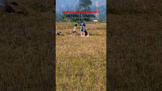 TAIWAN TRAVEL IN TERAS SEMERU 728videosviral videoshorts [upl. by Khoury]