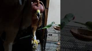 Bonelli Eagle 🦅 Dangerous raptor viralshors shorsvideos viral birds eagle viralshors viral [upl. by Leugar]