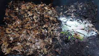 Worm Wednesday Feeding Natural Bedding Bin gardeningwithbarchuckin vermicomposting [upl. by Nagorb]