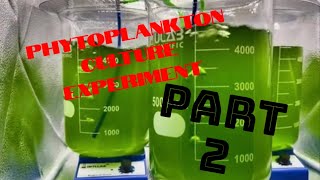 Phytoplankton Culture Experiment Part 2 Stir Plate v Bubbler v Both [upl. by Ardolino]