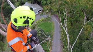 First week in New Zealand Arborist work [upl. by Ogren996]