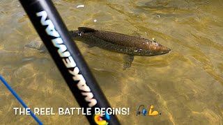 Salmon dance on the line a reel battle begins fishing nature [upl. by Hannie]