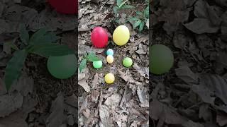 Finding some eggs and cell phones eggs egg [upl. by Ylrrad121]