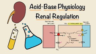 Respiratory Buffer System [upl. by Amal]