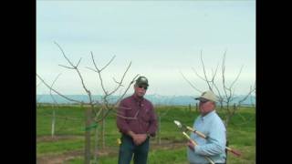 Pistachio Pruning amp Training  Years 3 to 5 [upl. by Anaerda]