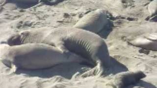 Elephant Seals Mating [upl. by Giorgio]