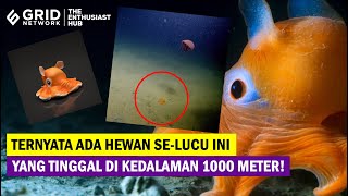 Flapjack Octopus 🐙 Gurita Menggemaskan yang Hidup di Laut Dalam [upl. by Acissj]