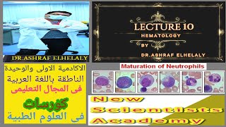 10 Haematology maturation neutrophils  blood neutrophil [upl. by Qirat]