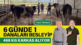 6 Günde 1 Danaları Besleyip 468 Kg Karkas Alıyor [upl. by Ysdnil]