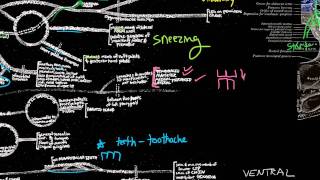 CN V  Trigeminal nerve anatomy and clinical aspects [upl. by Alda]