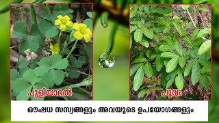 Medicinal Uses of Plant in Malayalam പുളിയാറൽIndian sorrelപൂവംCeylon OakStudying Plant [upl. by Ethelred]