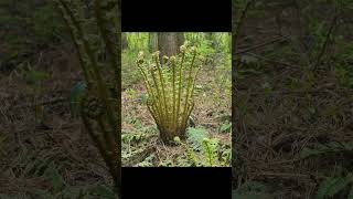 과녁에 명중 관중 Dryopteris crassirhizoma Nakai [upl. by Ebanreb]