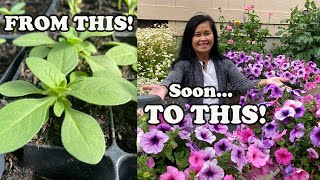 The Petunias Are Growing Transplanting Time🌸 [upl. by Nolly]