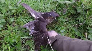 Falconry hunting woodcock with a sparrowhawk [upl. by Oihsoy969]