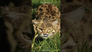 Black Footed Cat 🐱 The DEADLIEST Cat [upl. by Arotal]