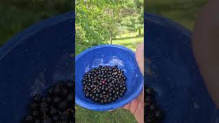 Choke Cherry Harvest 🍒 orchard nativetrees [upl. by Novar257]