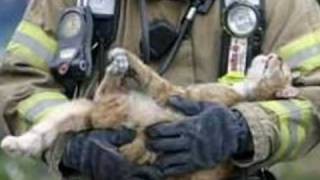 Firefighters Rescue Cats [upl. by Rma]