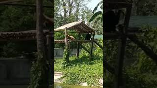 Hoolock Gibbon in Assam state zoo Guwahati [upl. by Idid]