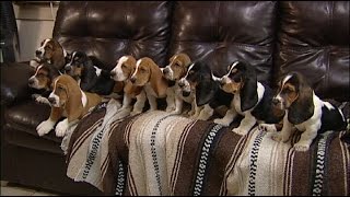 11 Eight Week Old Basset Hound Puppies Posing for Pictures [upl. by Akemad]