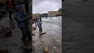 Tippy dam Salmon fishing Camping Michigan salmon michigan fallsalmon [upl. by Aierdna398]