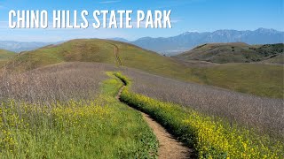 Chino Hills State Park Hiking the Bane Ridge Trail amp Wildflowers [upl. by Ecinrahs]