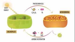 Photosynthesis and Respiration [upl. by Amaso]