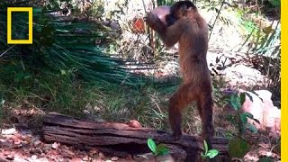 Monkeys Use Stones to Crack Open Nuts  On Assignment [upl. by Eb391]