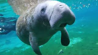 Crystal River Manatees [upl. by Tema531]