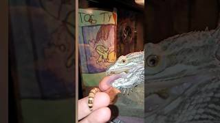 Bearded Dragon tries Hornworms for the first time ✨🥰 [upl. by Dalli629]