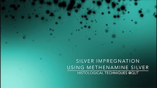 Silver impregnation using methenamine silver [upl. by Sigsmond]