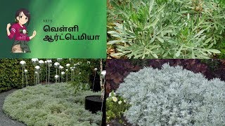 Artemisia PlantMagical Medicinal Value Plant வெள்ளி ஆர்ட்டெமியா  Tamil garden Video in 2 mins [upl. by Purington]