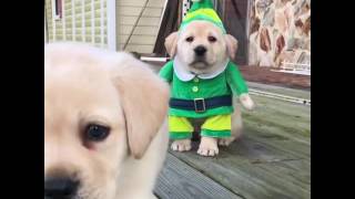 Adorable Golden Labrador Puppy Wears Elf Costume for Christmas [upl. by Hege543]