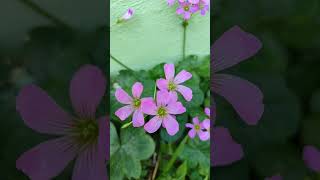 Flores 🌺 Oxalis debilis var corymbosa [upl. by Armand]