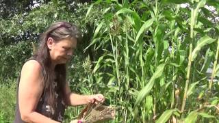 Harvesting Sorghum seeds [upl. by Kaczer]