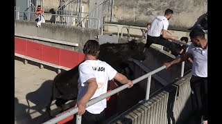 GallarguesleMontueux  course camarguaise dentraînement du 15032023 [upl. by Assecnirp568]