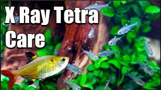 XRay Pristella Tetra Care and Breeding [upl. by Keeley]