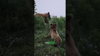 quotTwo Bears Fightingquot wildlife wildanimals wildbattle fyp [upl. by Nuhsar]