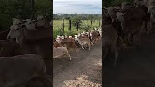 Que momento bonito na Fazenda Carnaúba fazendacarnaúba [upl. by Mall]