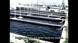 002 INTENSIVE TILAPIA FARMING  Coachella Valley Cal USA [upl. by Ho463]