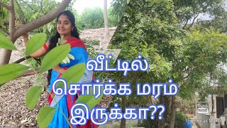 சொர்க்க மரம்  லட்சுமி மரம்  Simarouba tree  சிமரூபா மரம் பயன்கள் [upl. by Sonia]