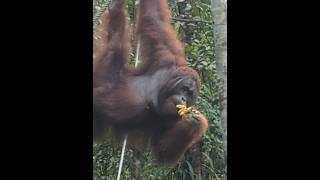 Borneo jungle orangutan borneojungleorangutantravelytshorts chhandahalder1947 [upl. by Hemingway]