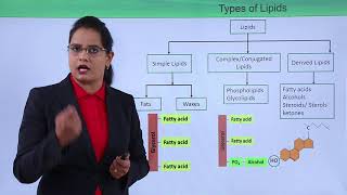 Class10th – Types of Lipids  Bio Molecules – Lipids  Tutorials Point [upl. by Laurentium]