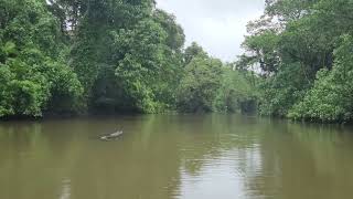 Saltwater Crocodile  Daintree River North Queensland [upl. by Romeu834]