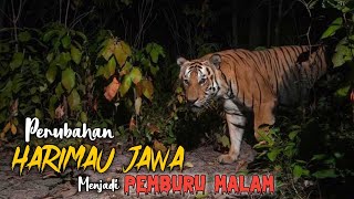 Perubahan HARIMAU JAWA menjadi Nokturnal  Pemburu Malam [upl. by Bambie]