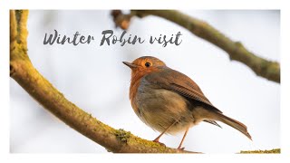 Winter Robin Visit [upl. by Dionne]