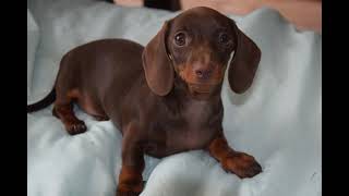 Kaninchen Dachshund [upl. by Towroy]